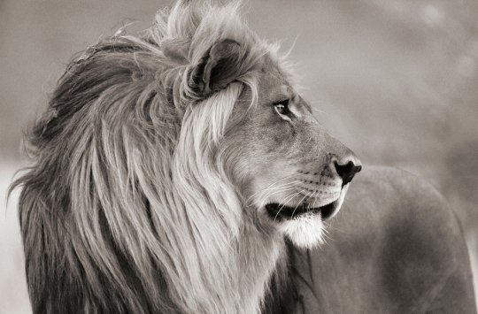Poster d'Animaux | Les plus belles photos en couleur et noir et blanc