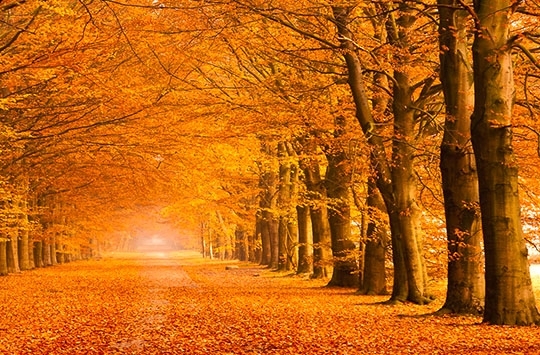 Orange wall art | High quality prints and canvas for your home decor